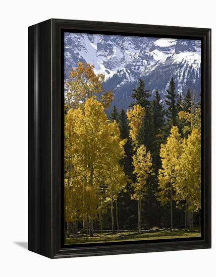 Fall Colors of Aspens with Evergreens, Near Ouray, Colorado-James Hager-Framed Premier Image Canvas