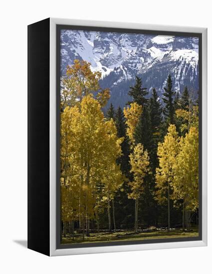 Fall Colors of Aspens with Evergreens, Near Ouray, Colorado-James Hager-Framed Premier Image Canvas
