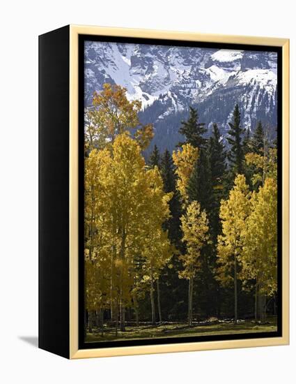 Fall Colors of Aspens with Evergreens, Near Ouray, Colorado-James Hager-Framed Premier Image Canvas