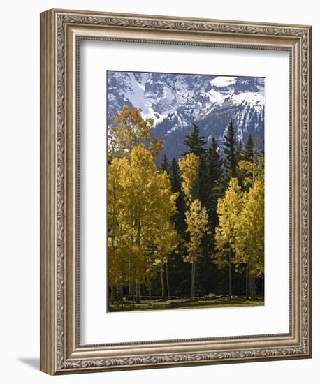 Fall Colors of Aspens with Evergreens, Near Ouray, Colorado-James Hager-Framed Photographic Print