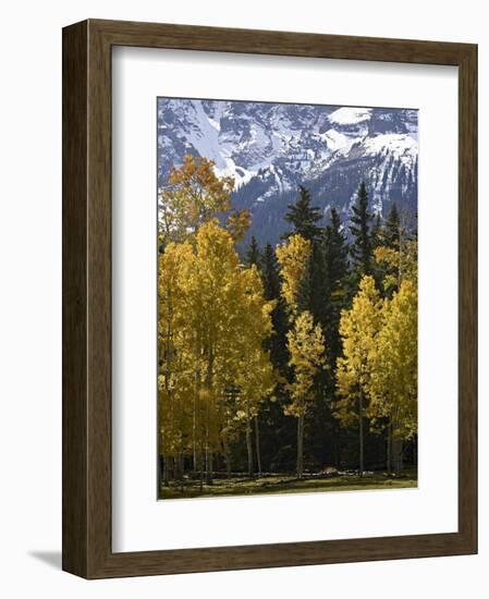 Fall Colors of Aspens with Evergreens, Near Ouray, Colorado-James Hager-Framed Photographic Print