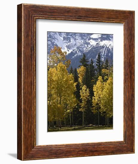 Fall Colors of Aspens with Evergreens, Near Ouray, Colorado-James Hager-Framed Photographic Print
