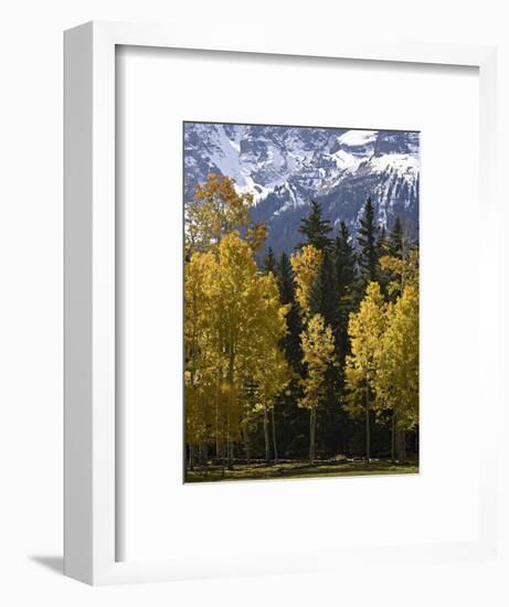 Fall Colors of Aspens with Evergreens, Near Ouray, Colorado-James Hager-Framed Photographic Print