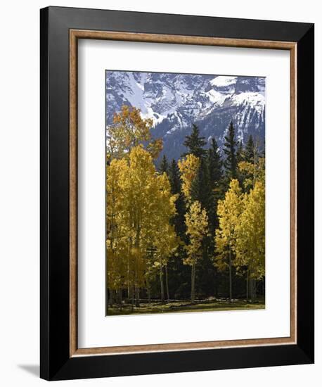 Fall Colors of Aspens with Evergreens, Near Ouray, Colorado-James Hager-Framed Photographic Print