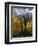 Fall Colors of Aspens with Evergreens, Near Ouray, Colorado-James Hager-Framed Photographic Print