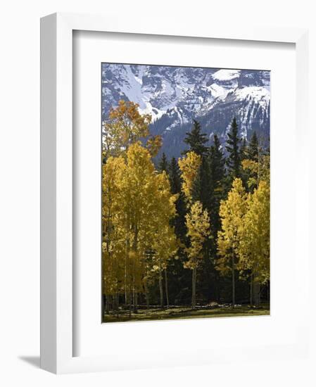 Fall Colors of Aspens with Evergreens, Near Ouray, Colorado-James Hager-Framed Photographic Print