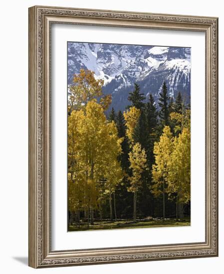 Fall Colors of Aspens with Evergreens, Near Ouray, Colorado-James Hager-Framed Photographic Print