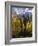 Fall Colors of Aspens with Evergreens, Near Ouray, Colorado-James Hager-Framed Photographic Print