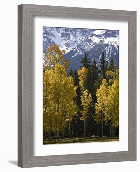 Fall Colors of Aspens with Evergreens, Near Ouray, Colorado-James Hager-Framed Photographic Print