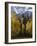 Fall Colors of Aspens with Evergreens, Near Ouray, Colorado-James Hager-Framed Photographic Print