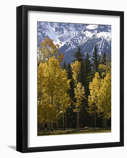 Fall Colors of Aspens with Evergreens, Near Ouray, Colorado-James Hager-Framed Photographic Print