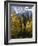 Fall Colors of Aspens with Evergreens, Near Ouray, Colorado-James Hager-Framed Photographic Print