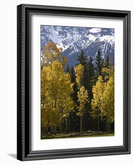 Fall Colors of Aspens with Evergreens, Near Ouray, Colorado-James Hager-Framed Photographic Print