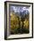 Fall Colors of Aspens with Evergreens, Near Ouray, Colorado-James Hager-Framed Photographic Print