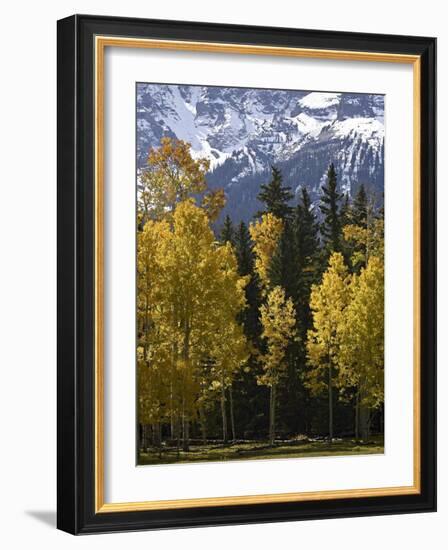 Fall Colors of Aspens with Evergreens, Near Ouray, Colorado-James Hager-Framed Photographic Print