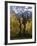 Fall Colors of Aspens with Evergreens, Near Ouray, Colorado-James Hager-Framed Photographic Print