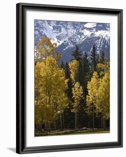 Fall Colors of Aspens with Evergreens, Near Ouray, Colorado-James Hager-Framed Photographic Print