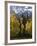 Fall Colors of Aspens with Evergreens, Near Ouray, Colorado-James Hager-Framed Photographic Print