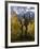 Fall Colors of Aspens with Evergreens, Near Ouray, Colorado-James Hager-Framed Photographic Print