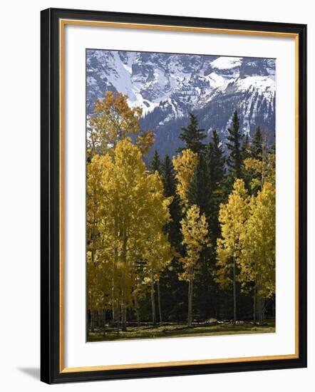 Fall Colors of Aspens with Evergreens, Near Ouray, Colorado-James Hager-Framed Photographic Print