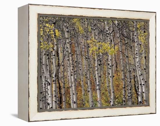 Fall Colors on Aspen Trees, Maroon Bells, Snowmass Wilderness, Colorado, USA-Gavriel Jecan-Framed Premier Image Canvas