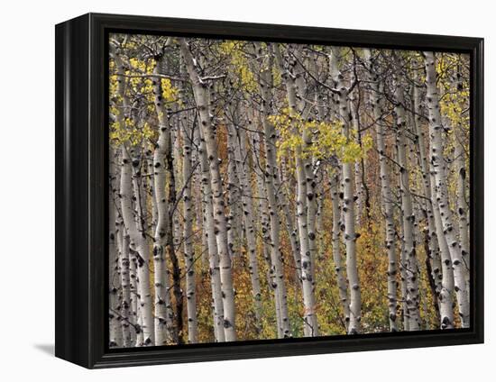 Fall Colors on Aspen Trees, Maroon Bells, Snowmass Wilderness, Colorado, USA-Gavriel Jecan-Framed Premier Image Canvas