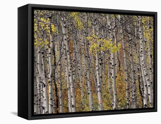 Fall Colors on Aspen Trees, Maroon Bells, Snowmass Wilderness, Colorado, USA-Gavriel Jecan-Framed Premier Image Canvas