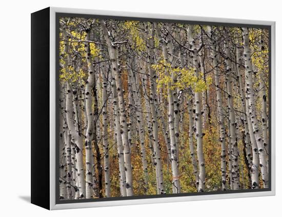 Fall Colors on Aspen Trees, Maroon Bells, Snowmass Wilderness, Colorado, USA-Gavriel Jecan-Framed Premier Image Canvas