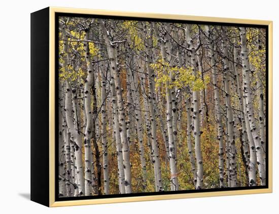 Fall Colors on Aspen Trees, Maroon Bells, Snowmass Wilderness, Colorado, USA-Gavriel Jecan-Framed Premier Image Canvas