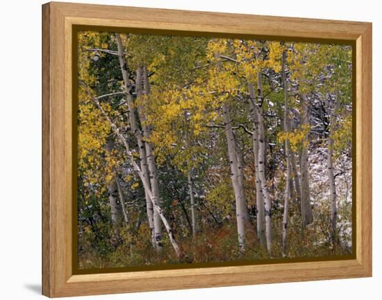 Fall Colors on Aspen Trees, Maroon Bells, Snowmass Wilderness, Colorado, USA-Gavriel Jecan-Framed Premier Image Canvas