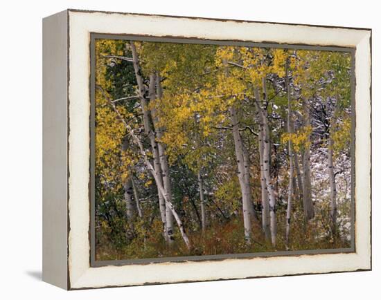 Fall Colors on Aspen Trees, Maroon Bells, Snowmass Wilderness, Colorado, USA-Gavriel Jecan-Framed Premier Image Canvas