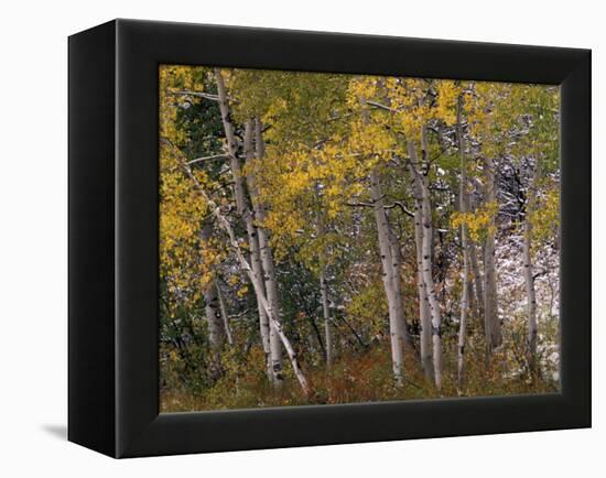 Fall Colors on Aspen Trees, Maroon Bells, Snowmass Wilderness, Colorado, USA-Gavriel Jecan-Framed Premier Image Canvas