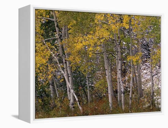 Fall Colors on Aspen Trees, Maroon Bells, Snowmass Wilderness, Colorado, USA-Gavriel Jecan-Framed Premier Image Canvas