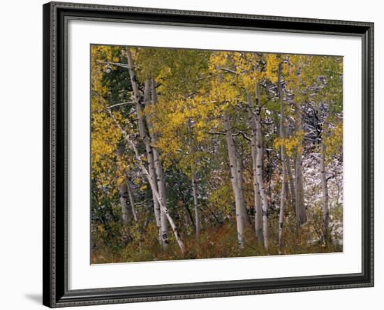 Fall Colors on Aspen Trees, Maroon Bells, Snowmass Wilderness, Colorado, USA-Gavriel Jecan-Framed Photographic Print