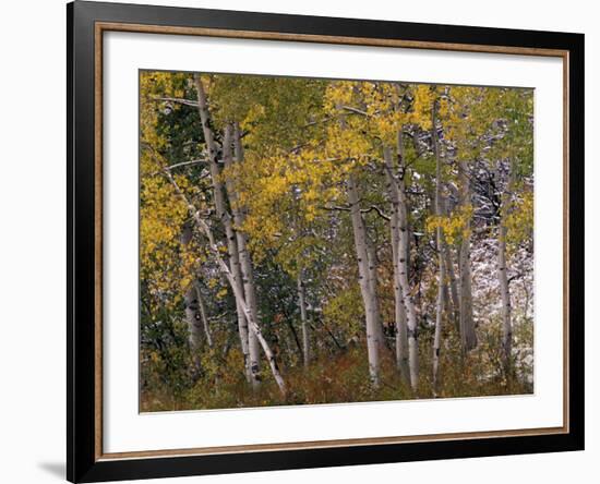 Fall Colors on Aspen Trees, Maroon Bells, Snowmass Wilderness, Colorado, USA-Gavriel Jecan-Framed Photographic Print