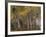 Fall Colors on Aspen Trees, Maroon Bells, Snowmass Wilderness, Colorado, USA-Gavriel Jecan-Framed Photographic Print