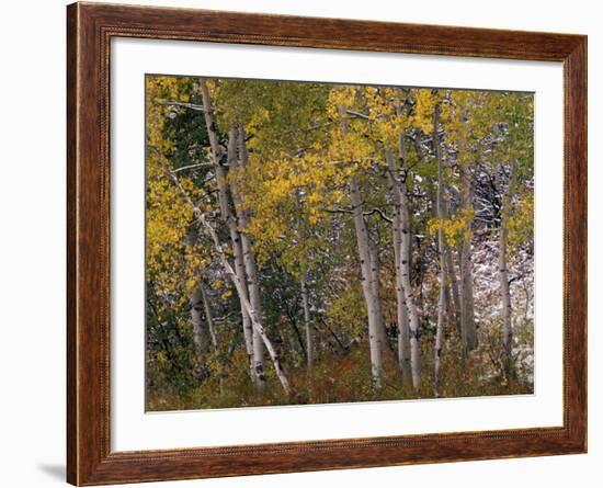 Fall Colors on Aspen Trees, Maroon Bells, Snowmass Wilderness, Colorado, USA-Gavriel Jecan-Framed Photographic Print