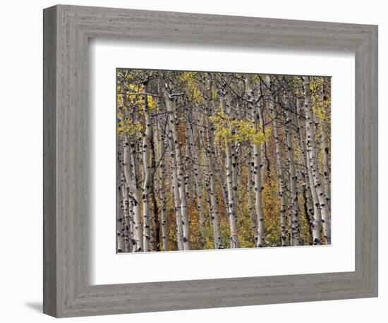 Fall Colors on Aspen Trees, Maroon Bells, Snowmass Wilderness, Colorado, USA-Gavriel Jecan-Framed Photographic Print