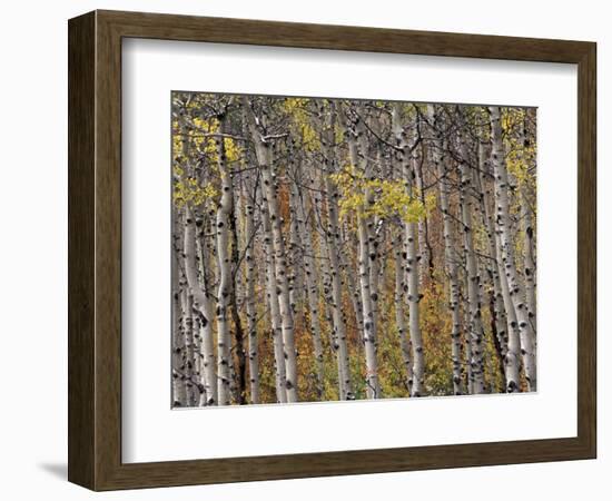 Fall Colors on Aspen Trees, Maroon Bells, Snowmass Wilderness, Colorado, USA-Gavriel Jecan-Framed Photographic Print