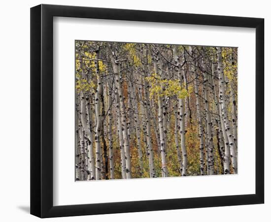 Fall Colors on Aspen Trees, Maroon Bells, Snowmass Wilderness, Colorado, USA-Gavriel Jecan-Framed Photographic Print