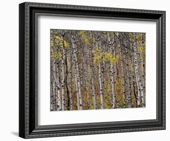 Fall Colors on Aspen Trees, Maroon Bells, Snowmass Wilderness, Colorado, USA-Gavriel Jecan-Framed Photographic Print