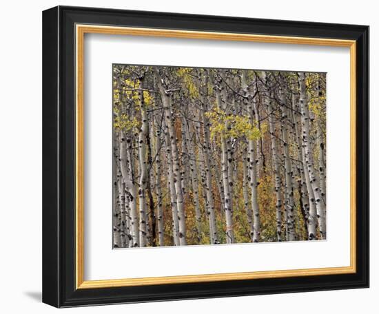 Fall Colors on Aspen Trees, Maroon Bells, Snowmass Wilderness, Colorado, USA-Gavriel Jecan-Framed Photographic Print