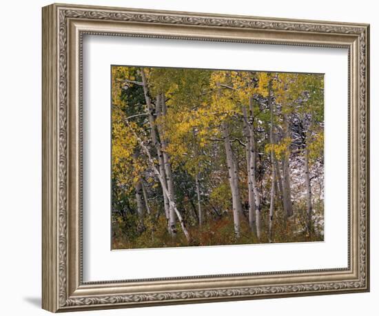 Fall Colors on Aspen Trees, Maroon Bells, Snowmass Wilderness, Colorado, USA-Gavriel Jecan-Framed Photographic Print