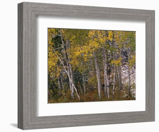 Fall Colors on Aspen Trees, Maroon Bells, Snowmass Wilderness, Colorado, USA-Gavriel Jecan-Framed Photographic Print