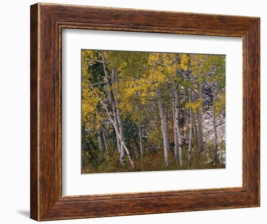 Fall Colors on Aspen Trees, Maroon Bells, Snowmass Wilderness, Colorado, USA-Gavriel Jecan-Framed Photographic Print