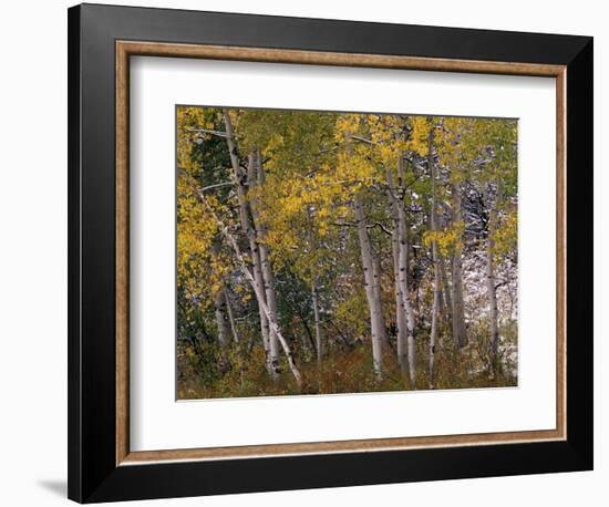 Fall Colors on Aspen Trees, Maroon Bells, Snowmass Wilderness, Colorado, USA-Gavriel Jecan-Framed Photographic Print