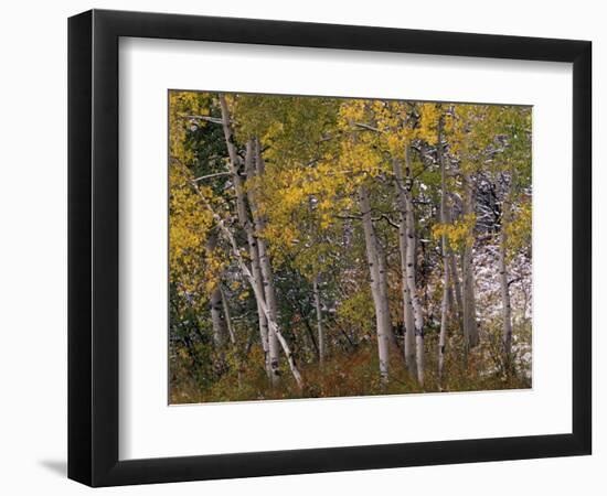 Fall Colors on Aspen Trees, Maroon Bells, Snowmass Wilderness, Colorado, USA-Gavriel Jecan-Framed Photographic Print