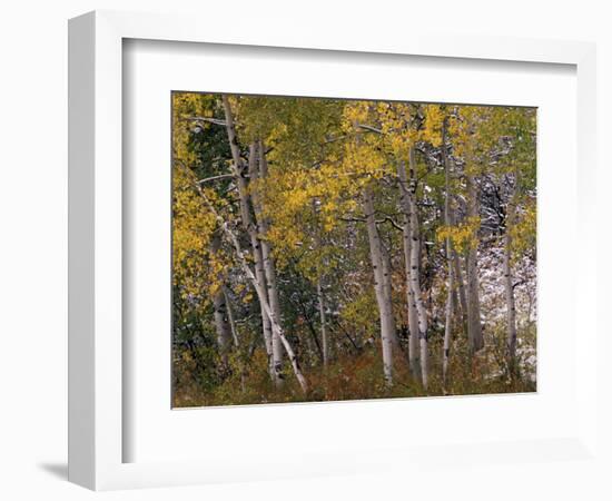 Fall Colors on Aspen Trees, Maroon Bells, Snowmass Wilderness, Colorado, USA-Gavriel Jecan-Framed Photographic Print