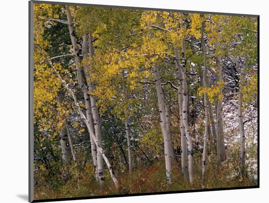 Fall Colors on Aspen Trees, Maroon Bells, Snowmass Wilderness, Colorado, USA-Gavriel Jecan-Mounted Photographic Print