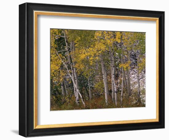 Fall Colors on Aspen Trees, Maroon Bells, Snowmass Wilderness, Colorado, USA-Gavriel Jecan-Framed Photographic Print